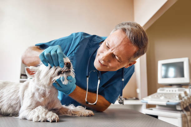 Best Weekend Emergency Dentist in Burbank, WA